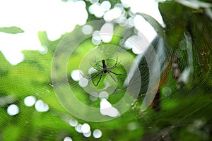 Â spider on the web, top view